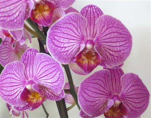 Orchid-Idea.com - Phalaenopsis Violet Bands Large