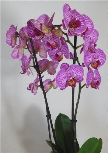 Orchid-Idea.com - Phalaenopsis Purple Stripes Big