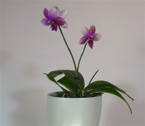 Orchid-Idea.com - Phalaenopsis Liodoro